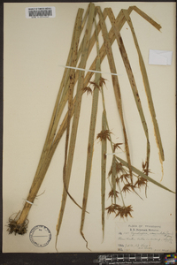 Rhynchospora corniculata image