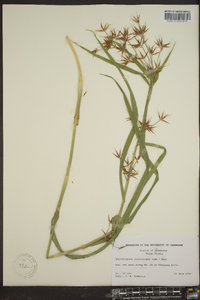 Rhynchospora corniculata image