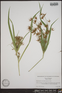 Rhynchospora corniculata image