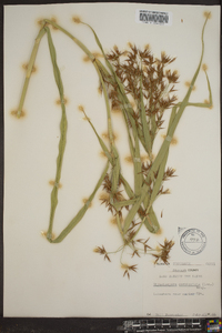 Rhynchospora corniculata image