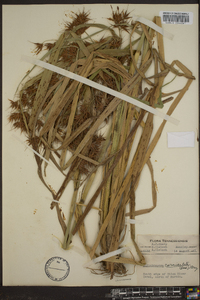 Rhynchospora corniculata image