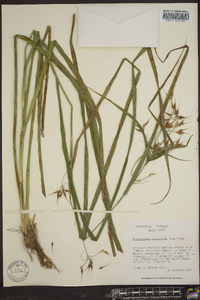 Rhynchospora corniculata image
