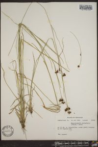 Rhynchospora globularis var. recognita image