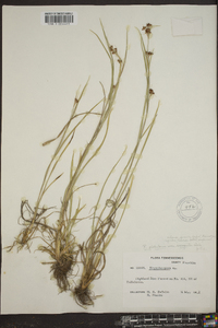 Rhynchospora globularis var. recognita image