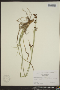 Rhynchospora globularis var. recognita image