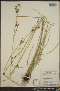 Rhynchospora globularis var. recognita image