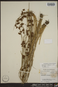 Rhynchospora glomerata image