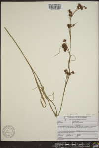 Rhynchospora glomerata image