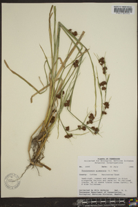 Rhynchospora glomerata image