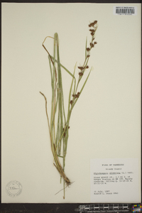 Rhynchospora glomerata image