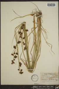 Rhynchospora glomerata image