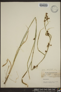 Rhynchospora glomerata image