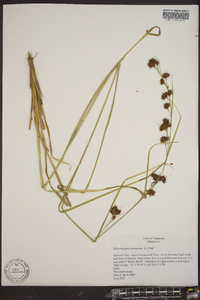 Rhynchospora glomerata image