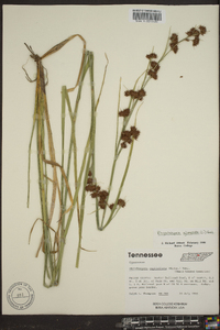 Rhynchospora glomerata image