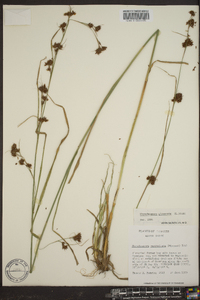 Rhynchospora glomerata image