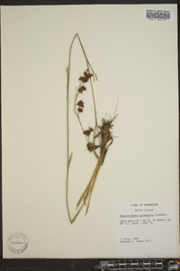 Rhynchospora glomerata image