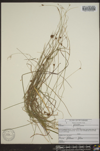 Rhynchospora gracilenta image