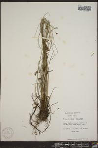 Rhynchospora perplexa image