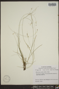 Rhynchospora rariflora image