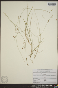 Rhynchospora rariflora image