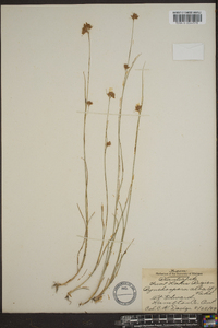 Rhynchospora alba image