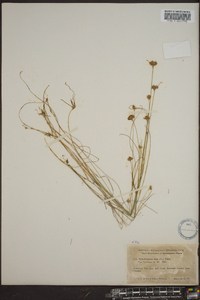 Rhynchospora alba image