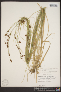 Rhynchospora capitellata image