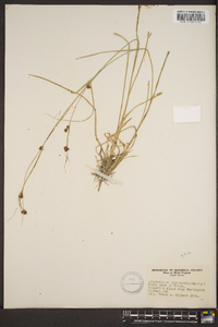 Rhynchospora capitellata image