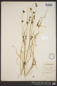 Rhynchospora capitellata image