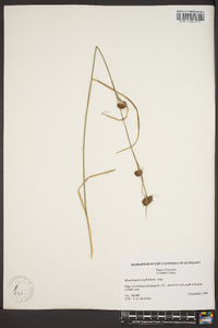 Rhynchospora cephalantha image