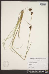 Rhynchospora cephalantha image