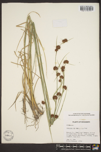 Rhynchospora cephalantha image