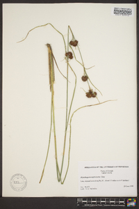 Rhynchospora cephalantha image