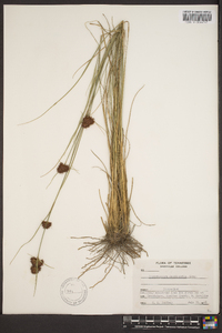 Rhynchospora cephalantha image