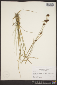 Rhynchospora cephalantha image