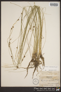 Rhynchospora chalarocephala image