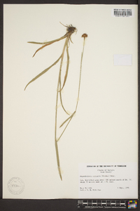 Rhynchospora ciliaris image