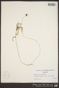 Rhynchospora ciliaris image