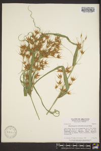 Rhynchospora corniculata image