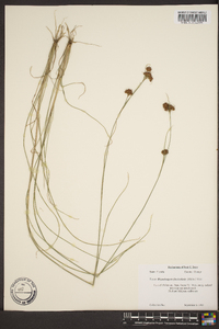 Rhynchospora fascicularis image