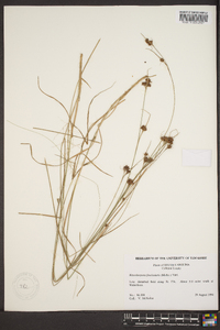 Rhynchospora fascicularis image