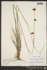 Rhynchospora fascicularis image