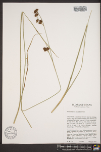 Rhynchospora fascicularis image