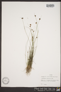 Rhynchospora filifolia image