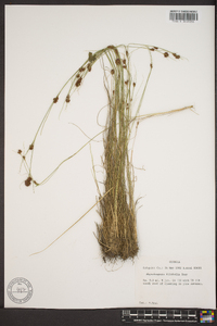 Rhynchospora filifolia image