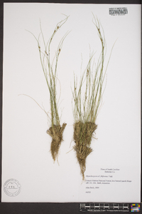 Rhynchospora filifolia image