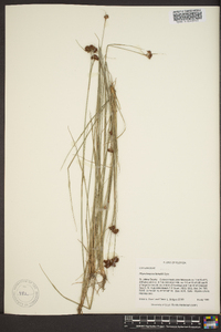 Rhynchospora filifolia image