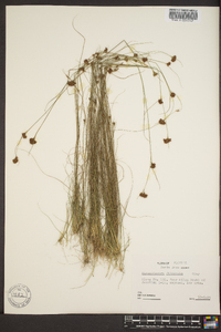 Rhynchospora filifolia image