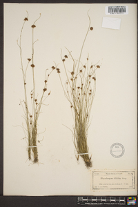 Rhynchospora filifolia image