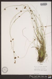 Rhynchospora filifolia image